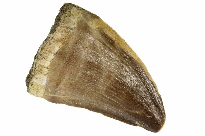 Fossil Mosasaur (Prognathodon) Tooth - Morocco #186525